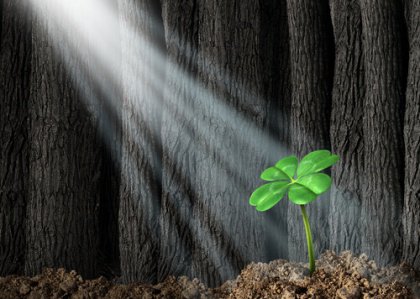 Gün ışığındaki filiz