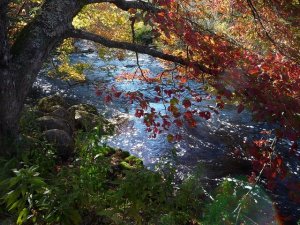 Kabul Ederek Öğrenme
