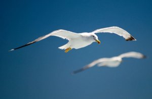 Mesele Sen Değilsin, Benim