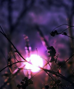 İç Gözleme Doğru Bir Yolculuk