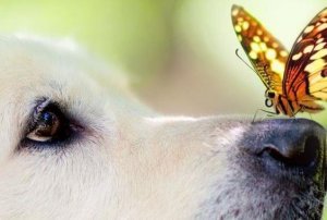 Duygular Bizi Niçin Akıldan Çok Etkiler?