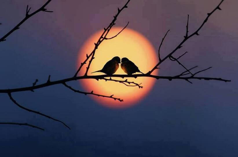 batan güneşte bir dala tüneyen iki kuş
