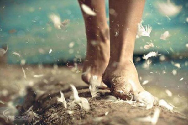 toprakta ilerleyen ayaklar ve uçuşan tüyler