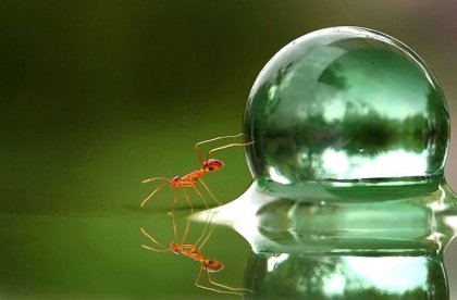 su baloncuğu iten karınca