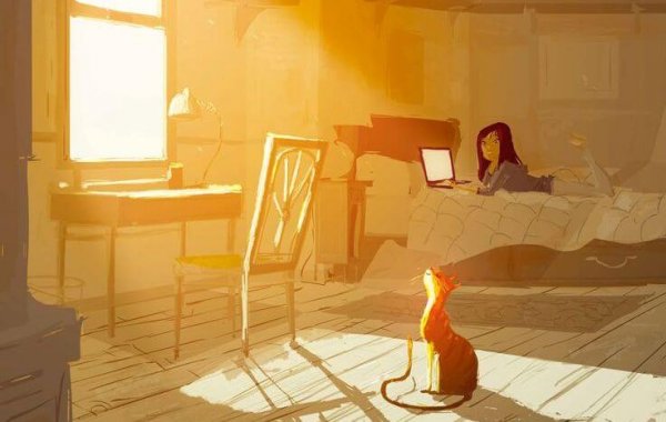kedi, güneşli oda ve yatakta laptop