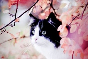 Lekeli Kedi ve Kırlangıç Sinha