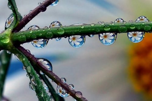 dallar üzerindeki su tanelerindeki çiçekler