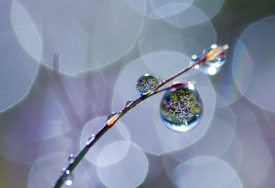 dalın üzerinde duran su damlaları