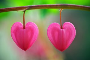 Çöldeki Çiçekler: Aşkı Tanımak İçin Bir Ders