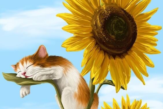 ayçiçeği ve tatlı kedi
