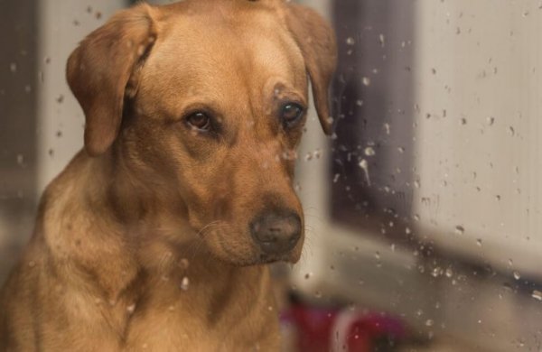 yağmurda camdan bakan köpek