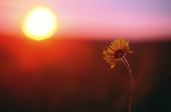 güneş ve çiçek