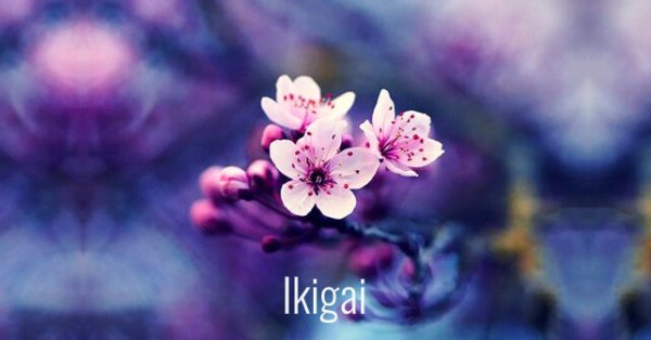 japon çiçeği ve ikigai