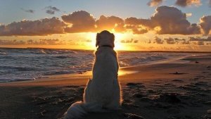 Bir Hayvanı Kaybetmenin Verdiği Acı