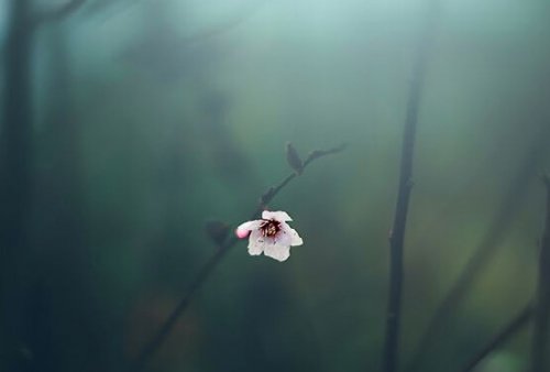 sisler içinde tek bir çiçek