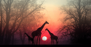 Ruhunuzun Sizi Yakalamasına İzin Verin: Güzel Bir Afrika Hikayesi