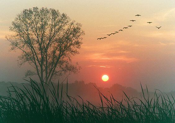 gün batımında ağaç ve uçan kuşlar
