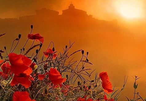 turuncu güneş, puslu kale ve gelincikler