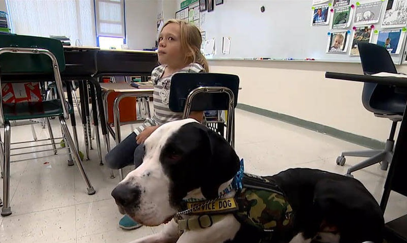 köpek george ve bella sınıfta