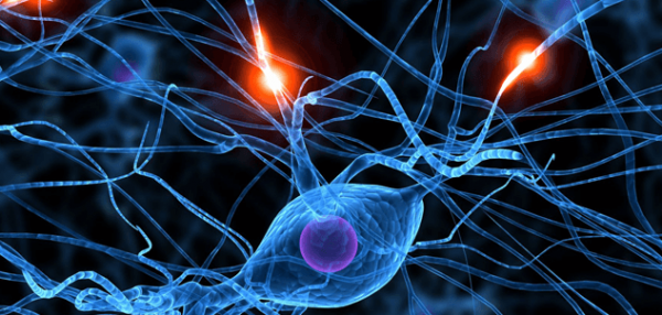 sinir hücrelerini gösteren bir fotoğraf