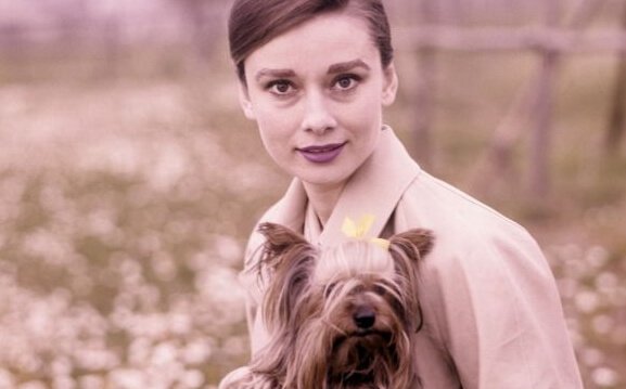 hepburn ve köpek