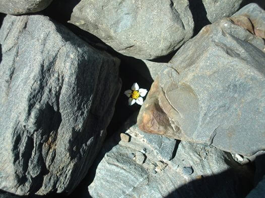 kayaların arasından çıkan beyaz çiçek
