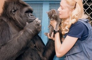 Dünya'nın En Zeki Gorili Koko'nun Tatlı Hikâyesi