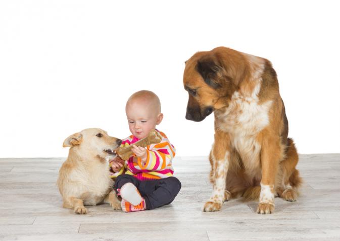 köpekler birbirlerinden bebeği kıskanıyor