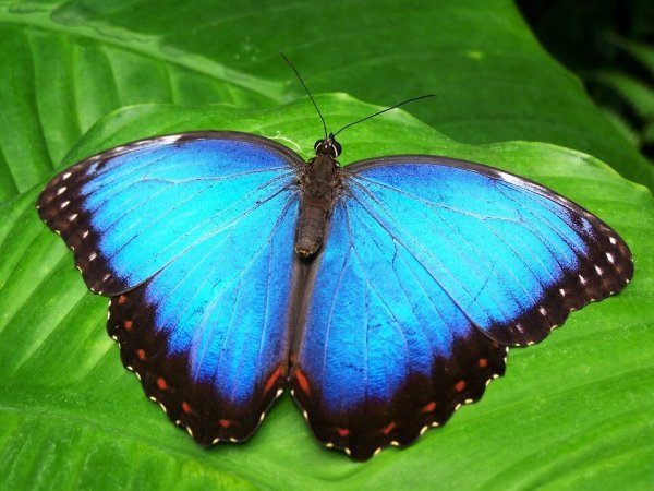 mavi kelebek