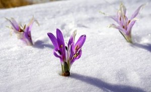 Sisu: Zor Zamanlar İçin Finli Bir Cevap