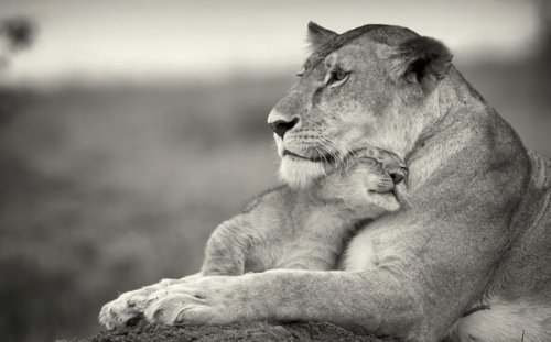 sarılan anne ve yavru aslanlar