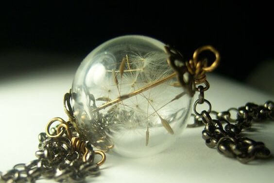 cam küre içinde kara hindiba