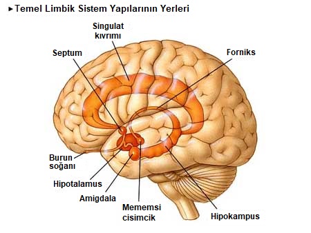 limbik sistem