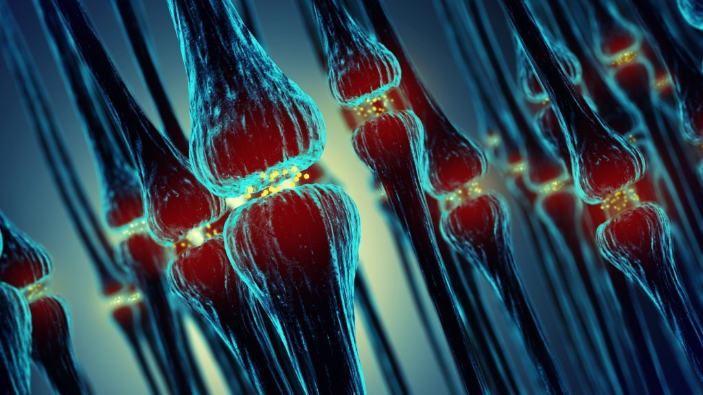 birbirlerine dokunan sinir uçları