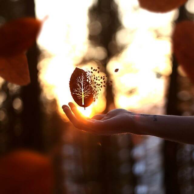 içinde ağaç saklı yaprak