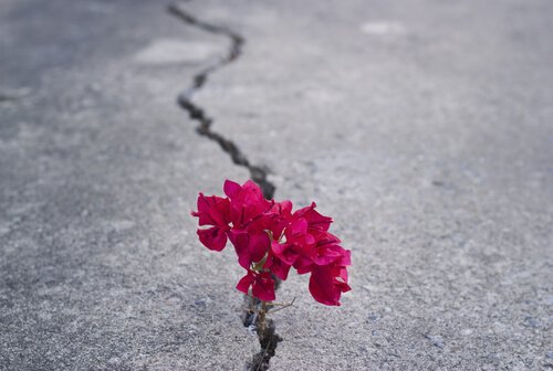 asfaltta biten kırmızı çiçek