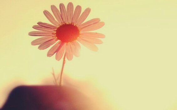 siste tutulan papatya