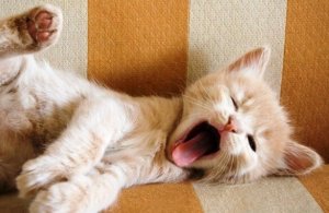 Esnemenin Ne Anlama Geldiğini Biliyor Musunuz?