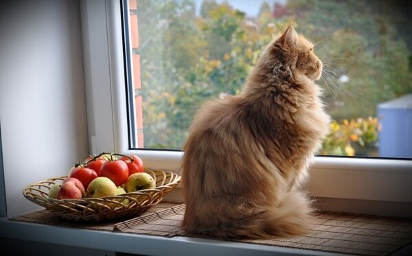 camdan bakan kedi