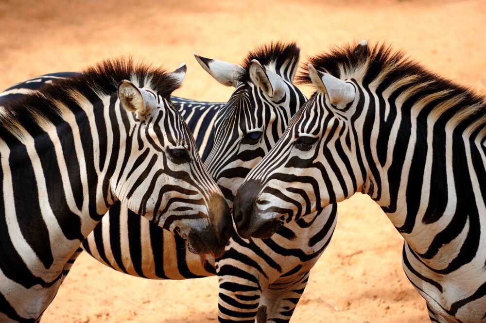 üç zebra beraber