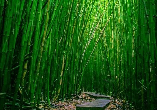 bambuların arasında patika