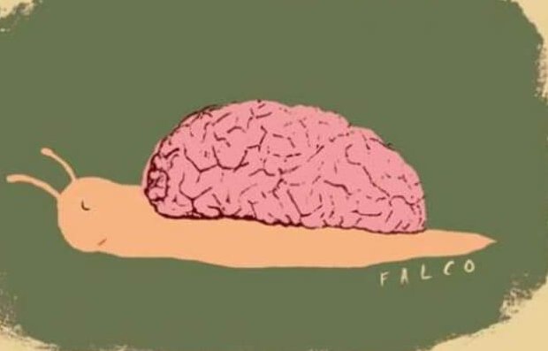 beyin evli salyangoz