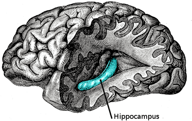 hipokampus