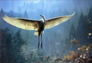 Yaşlı Adam Ve Turna Kuşunun Dokunaklı Hikayesi