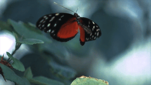 kanatlarını çırpan turuncu siyah kelebek