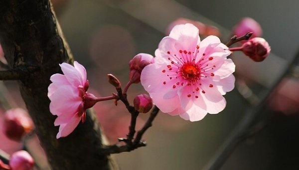 kiraz ağacı çiçeği