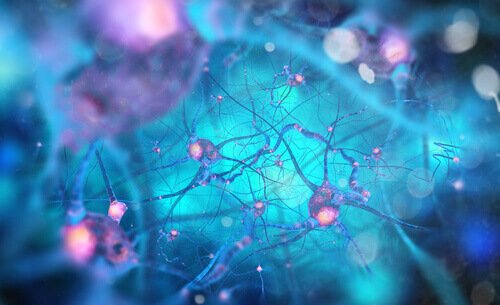 beyindeki nöron ağları