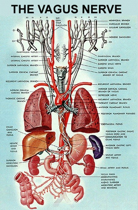 vagus siniri ve organlar