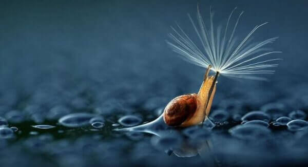 bağışlama psikolojisi salyangoz su ve tüy