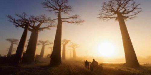 afrika'daki baobab ağaçalrı